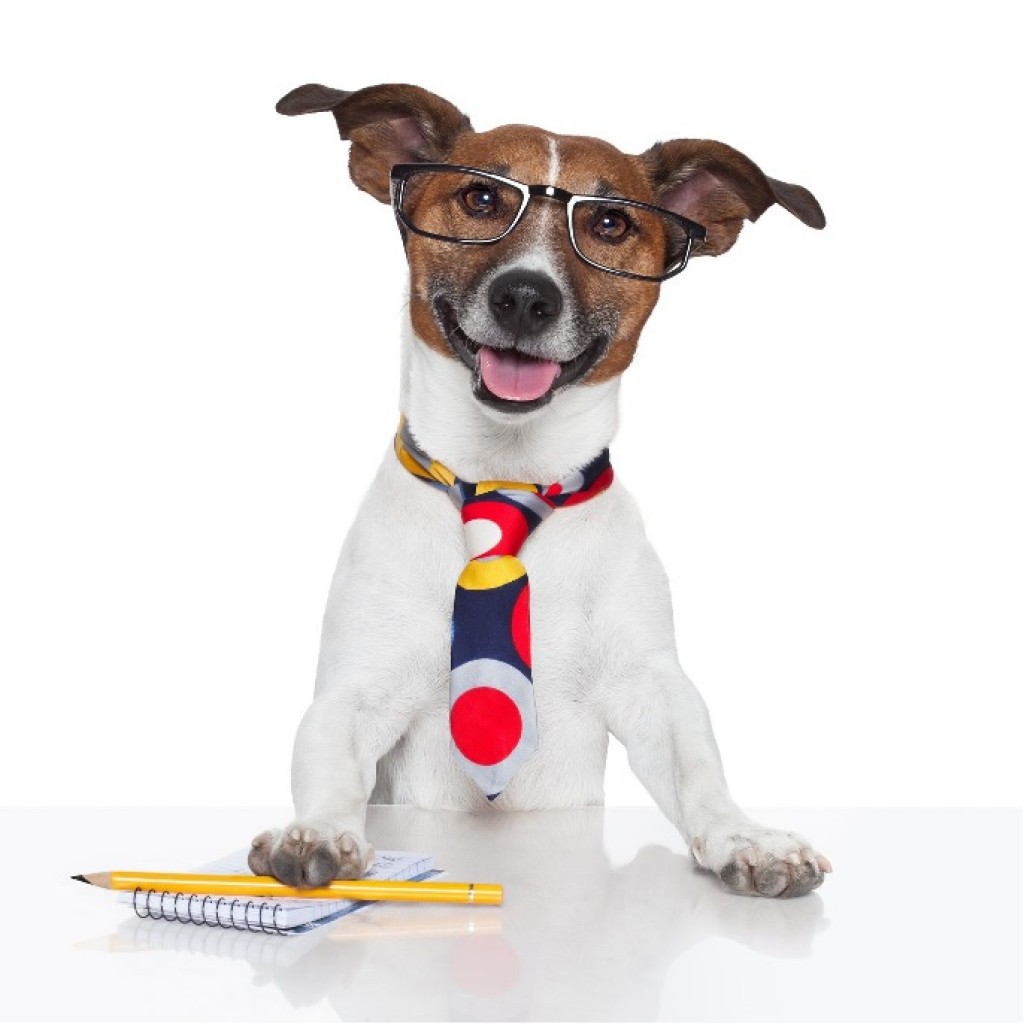 dog 1024x1024
